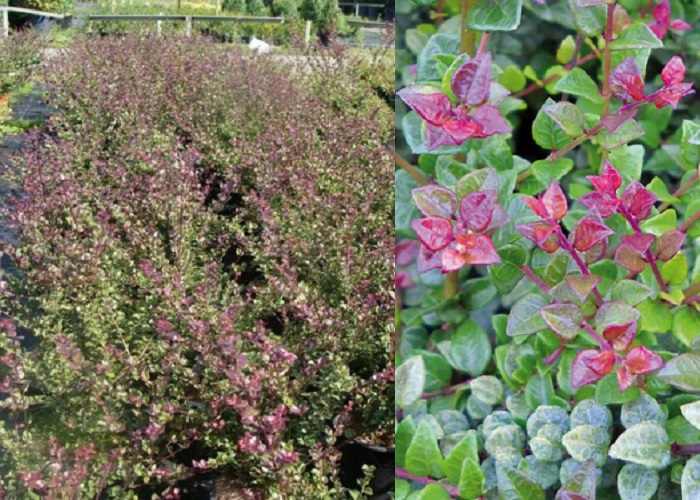 Lonicera nitida 'Red Tips' - Vörös hajtásvégű talajtakaró lonc