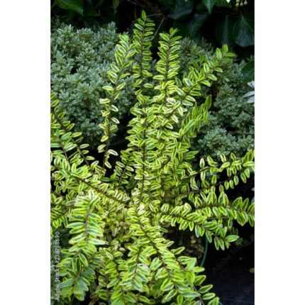 Lonicera nitida 'Scoop'® - Kislevelű örökzöld kúszólonc