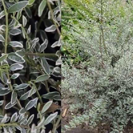 Lonicera nitida 'Silver Beauty' - Fehértarka levelű mirtuszlonc