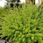 Lonicera nitida 'Twiggy' -