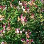 Lonicera periclymenum - Kúszólonc