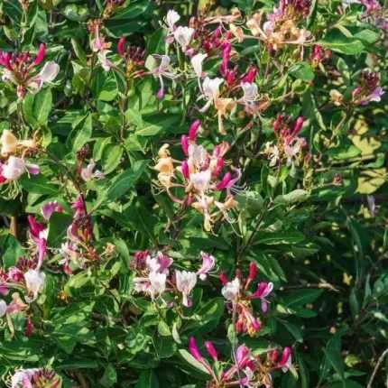 Lonicera periclymenum - Kúszólonc