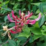 Lonicera periclymenum 'Harlequin Sherlite' - Sárga-tarka levelű kúszólonc
