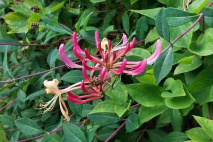 Lonicera periclymenum 'Harlequin Sherlite' - Sárga-tarka levelű kúszólonc