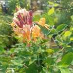 Lonicera peryclimenum 'Serotina' - Piros-fehér virágú kúszólonc