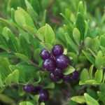 Lonicera pileata 'Moss Green' - Talajtakaró lonc