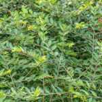 Lonicera pileata   - Talajtakaró lonc