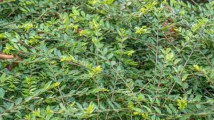 Lonicera pileata   - Talajtakaró lonc