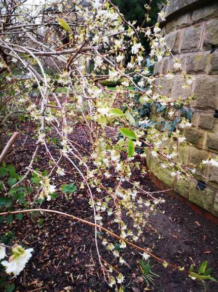 Lonicera purpusii 'Winter Beauty' -