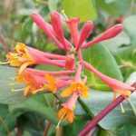 Lonicera x brownii 'Golden Trumpet'® - Sárga virágú kúszólonc