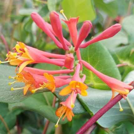 Lonicera x brownii 'Golden Trumpet'® - Sárga virágú kúszólonc
