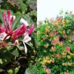 Lonicera x heckrotti 'Goldflame' - Sárga-rózsaszín virágú kúszólonc