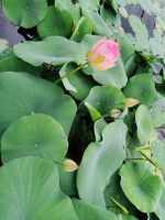 Nelumbo Nucifera Green Maiden lótusz - Image 2