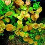 Ludwigia mullertii akváriumi növény