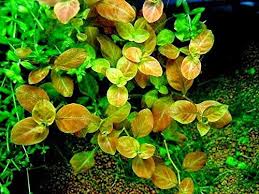 Ludwigia mullertii akváriumi növény