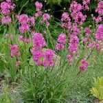 Lychnis viscaria 'Splendens' (Balkáni enyvesszegfű)
