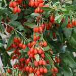Lycium barbarum 'Korean Big' -