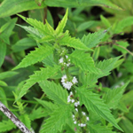 Lycopus europaeus Vízi peszérce kerti tavi növény