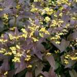 Lysimachia ciliata 'Firecracker' (Lizinka) /vörösesbarnás lomb/