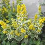 Lysimachia punctata 'Variegata'