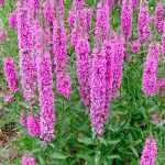 Lythrum salicaria 'Blush' (Réti füzény)