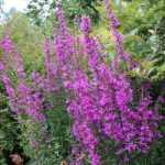 Lythrum salicaria 'Lady Sackville' (Réti füzény)
