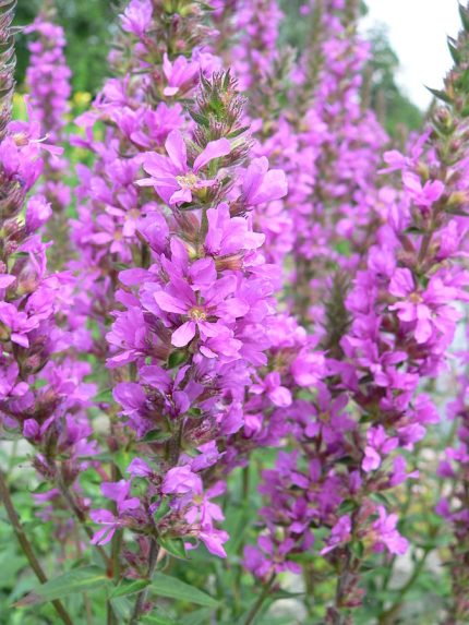 Lythrum salicaria 'Pink Tails' (Réti füzény)