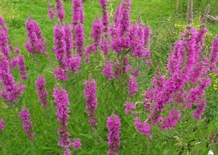 Lythrum salicaria 'Zigeunerblut' (Réti füzény)