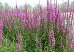 Lythrum salicaria - réti füzény kerti tavi növény