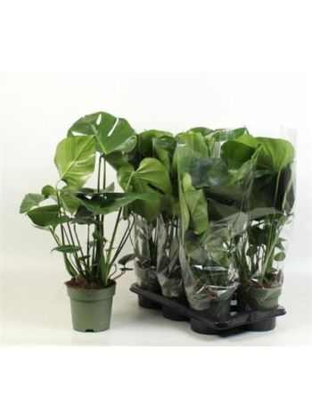 MONSTERA DELICIOSA