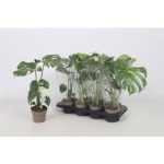 MONSTERA DEL THAI COLLECTION