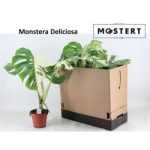 MONSTERA DEL VARIEGA