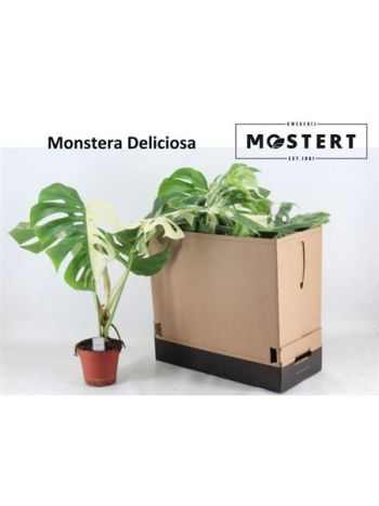 MONSTERA DEL VARIEGA