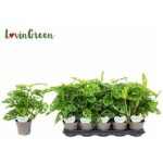 MONSTERA OBLIQUA *10