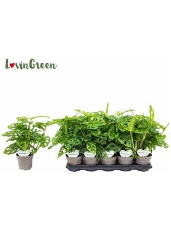 MONSTERA OBLIQUA *10