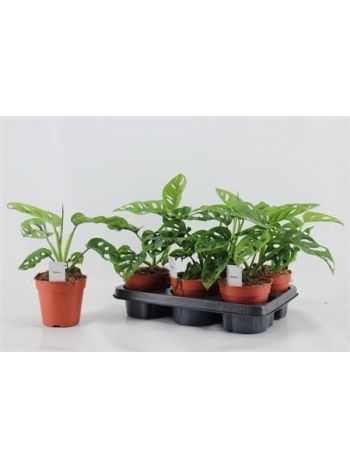 MONSTERA OB *6