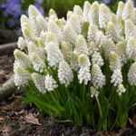 MUSCARI WHITE