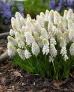 MUSCARI WHITE