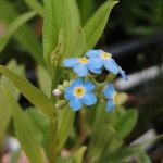 Myosotis Palustris - Mocsári nefelejcs kerti tavi növény