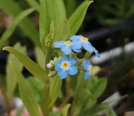 Myosotis Palustris - Mocsári nefelejcs kerti tavi növény