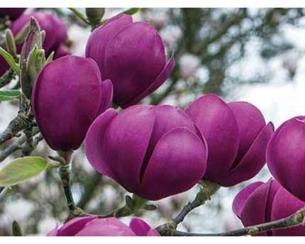 Magnolia 'Black Tulip'(imp.) -