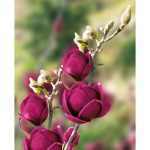 Magnolia 'Genie'® - Bíborvörös liliomfa