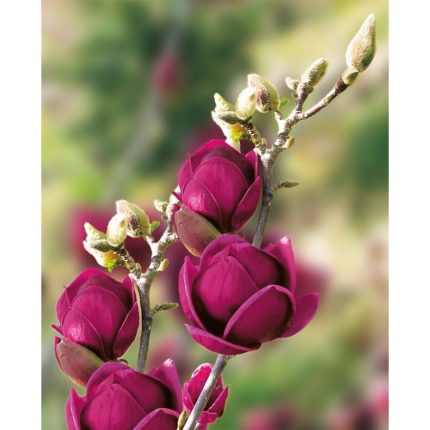 Magnolia 'Genie'® - Bíborvörös liliomfa