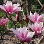 Magnolia 'Heaven Scent'(imp.) -