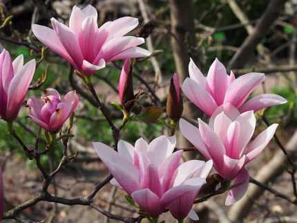 Magnolia 'Heaven Scent'(imp.) -
