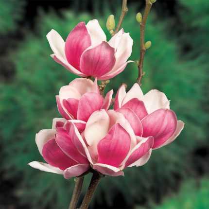 Magnolia 'Satisfaction'(imp.) -