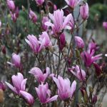 Magnolia 'Susan’ Nagyvirágú liliomfa