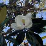 Magnolia grandiflora 'Little Gem' -