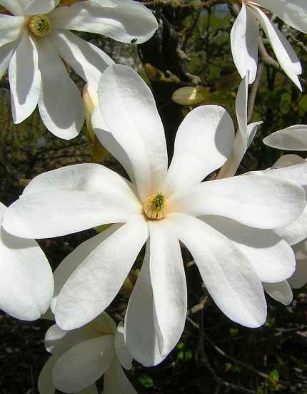 Magnolia kobus - Fehér virágú japán liliomfa