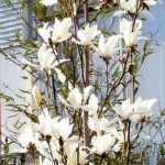 Magnolia kobus 'Maraczi'® (Isis) - Krémfehér virágú japán liliomfa